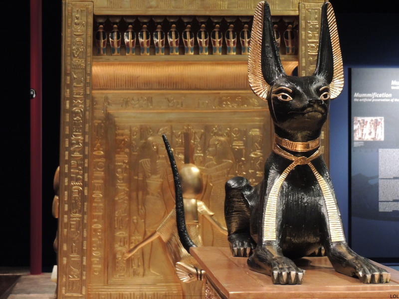 Falken, Katzen und ein Käfer, Ägyptens heilige Tiere